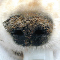 nasal hyperkeratosis
