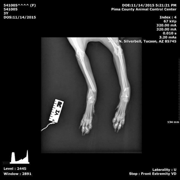 Iris's X-rays