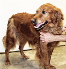 Soft tissue sarcoma post-op
