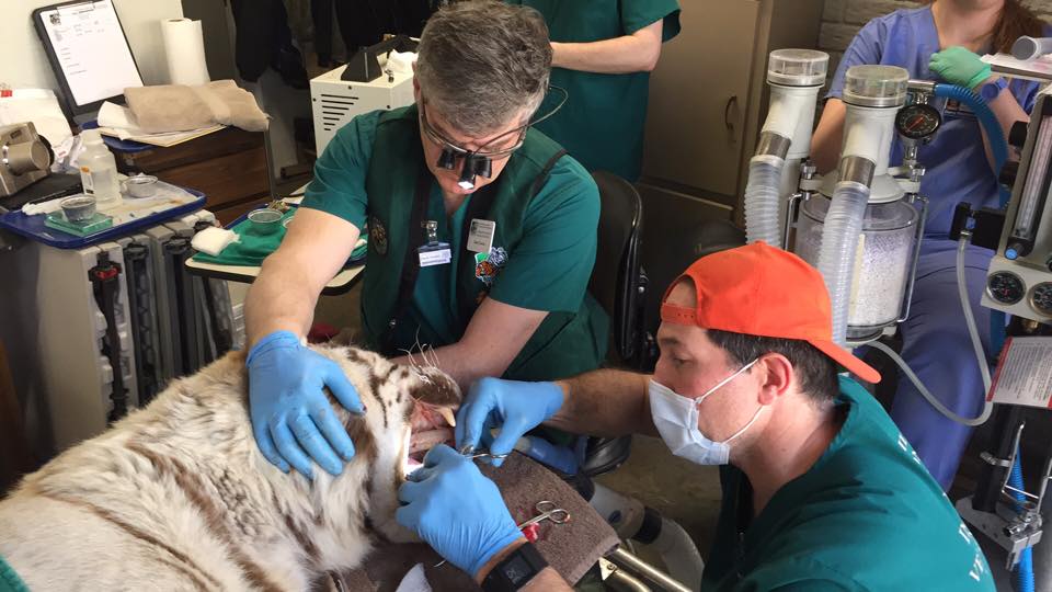 Dentistry work on a tiger