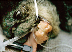Malignant Melanoma