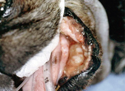 Malignant Melanoma