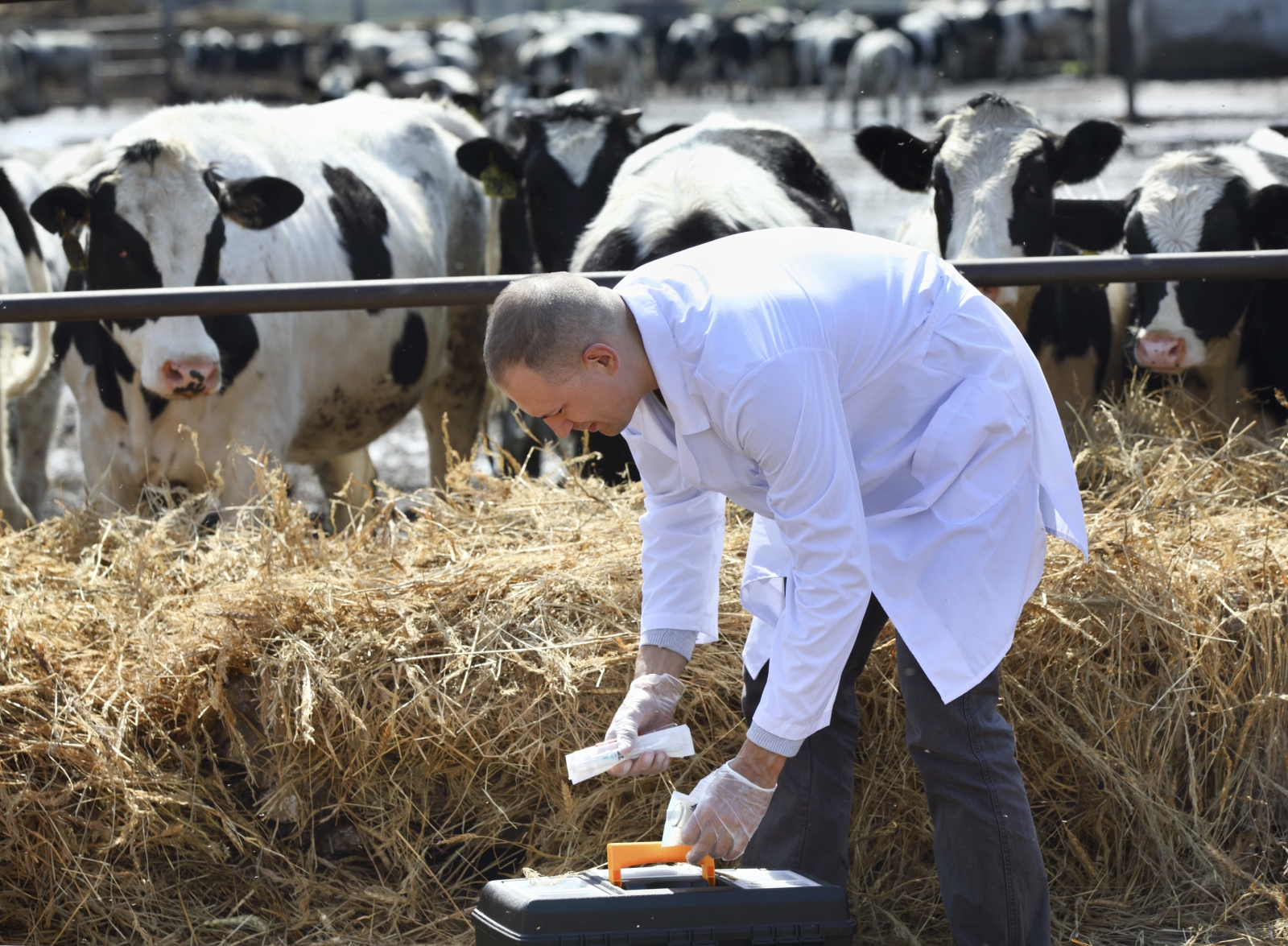 Veterinarian working with dairy cows