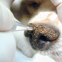 ablation of nasal hyperkeratosis