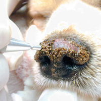 ablation of nasal hyperkeratosis