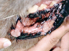 Squamous Cell Carcinoma