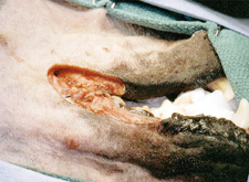 Intra-Op Oral Mucosal Closure