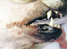 Immediately Pre-Op