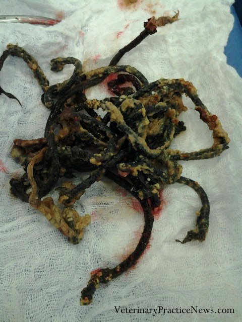 Allie's stomach contents