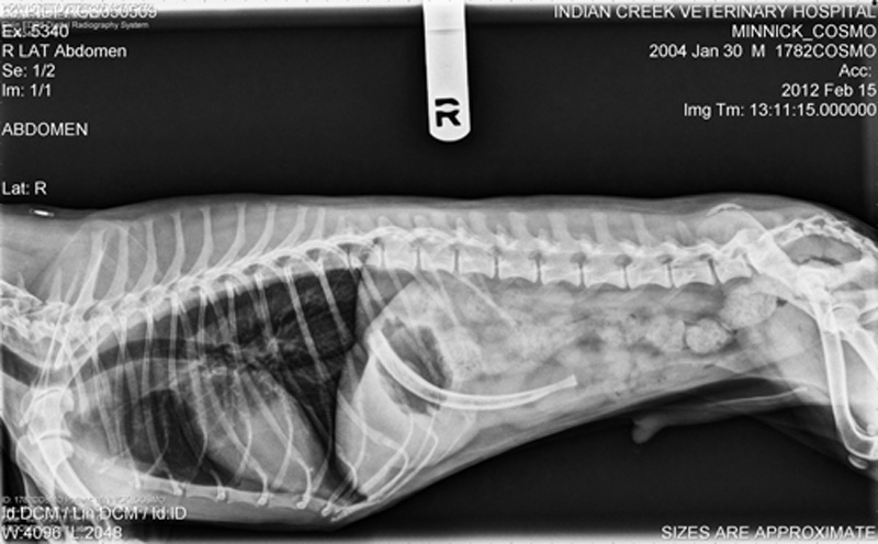 They Ate What? Pet X-Ray Contest 2012 