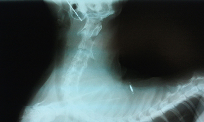 They Ate What? Pet X-Ray Contest 2012 Winners - Veterinary Practice News