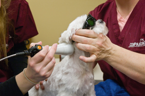 laser therapy technicians laser therapy technicians