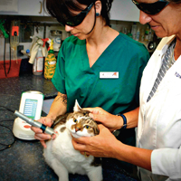 kitten laser therapy