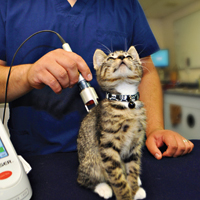 cat laser therapy