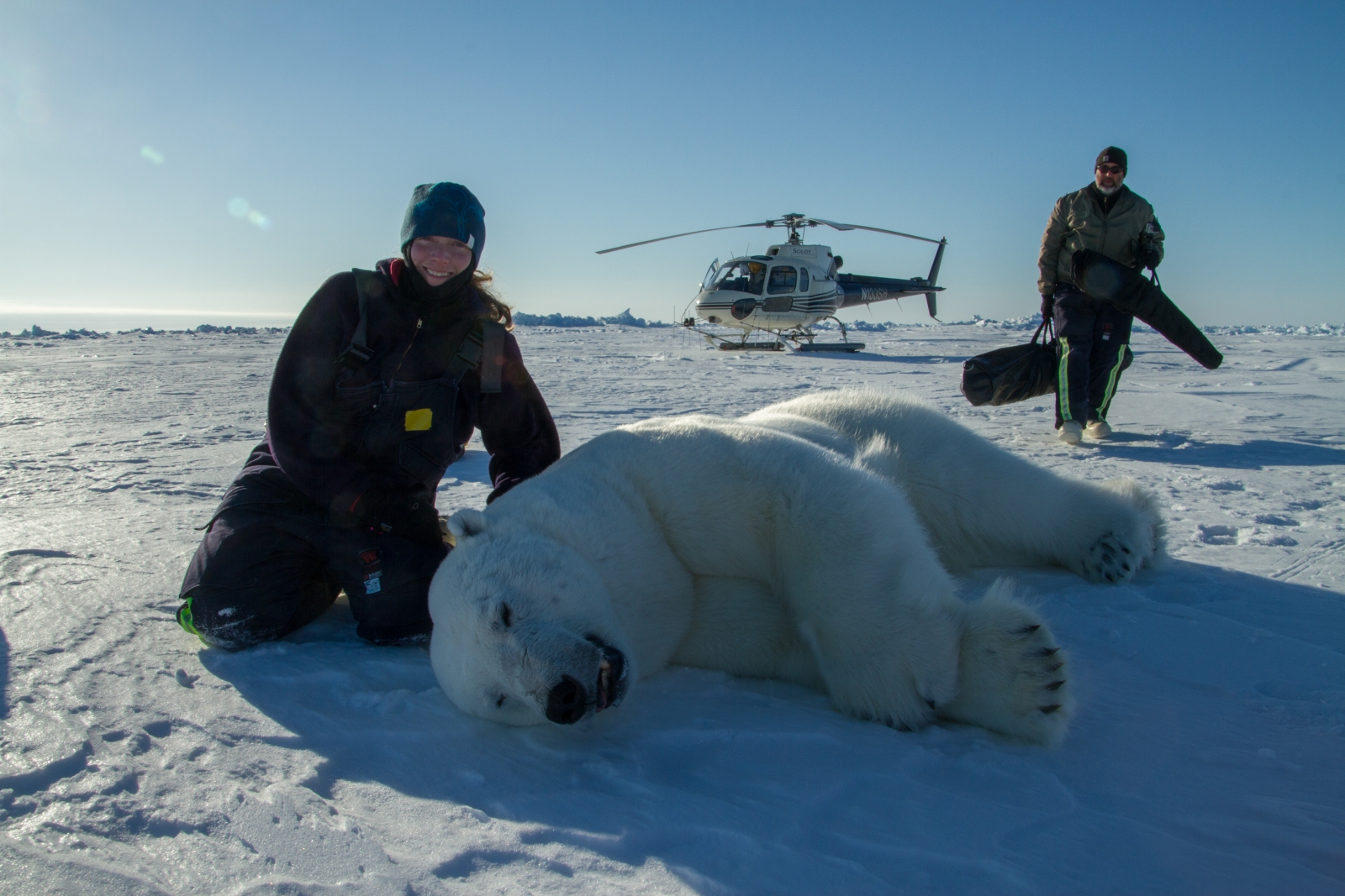 Dr. Colleen Duncan of CSU and research colleague Todd Atwood of the U.S. Geological Survey prepare to collect biological samples and health data from a tranquilized study subject.