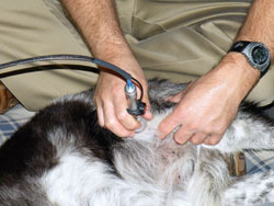 treating the proximal quadriceps
