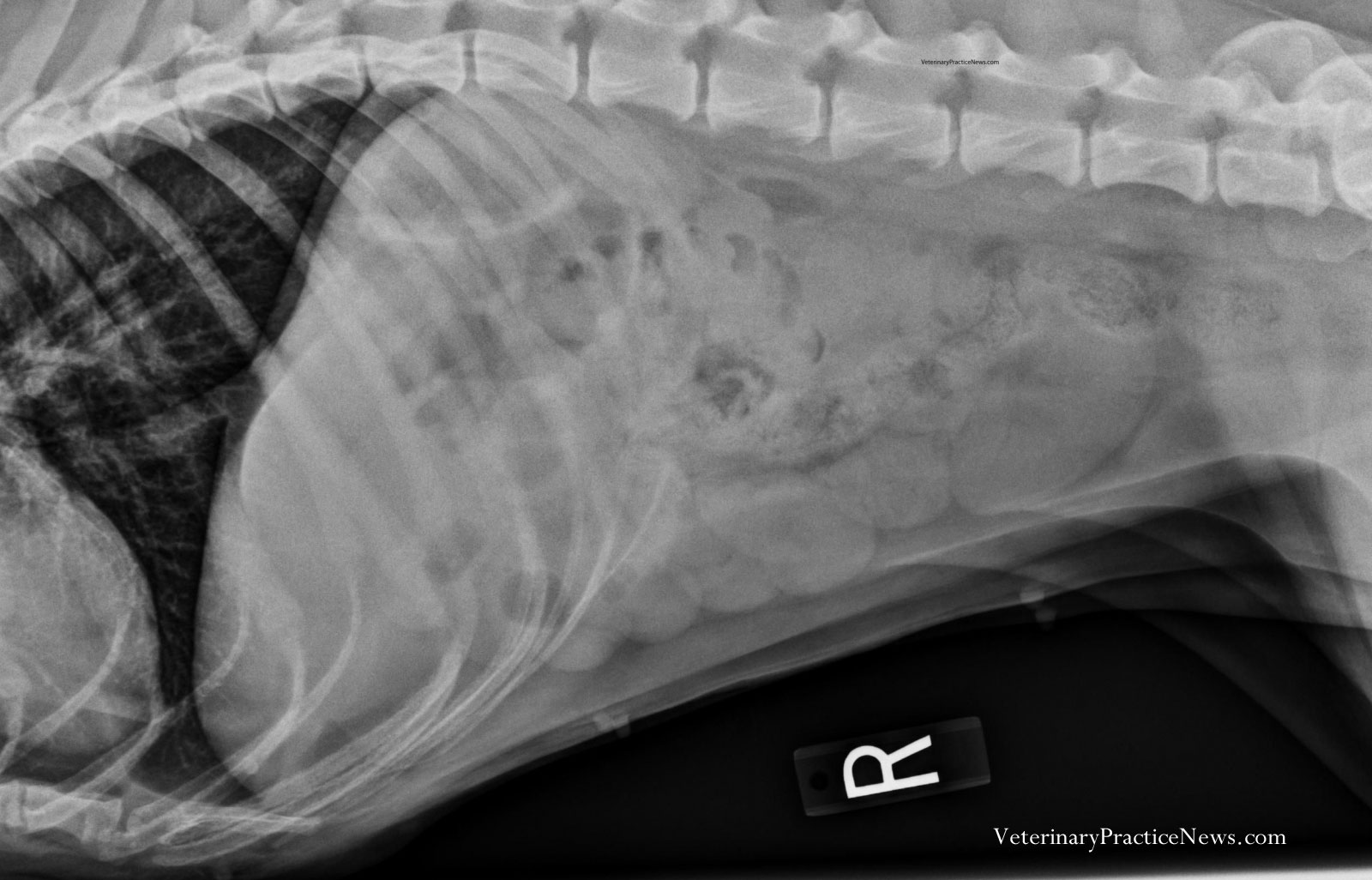 dog x ray stomach