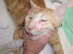 Can Mast Tumors In Dogs Be Treated Can Mast Tumors In Dogs Be Treated
