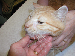 Squamous cell tumor