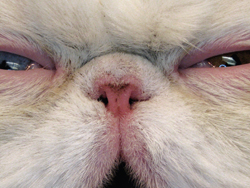 Stenotic nares