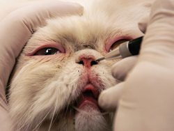 Stenotic nares