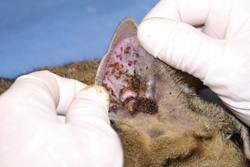 Ceruminous Gland Adenomas