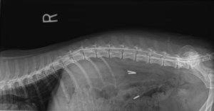 Vascular clips