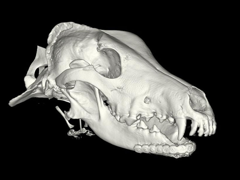 A CT Image of Hoshi's skull