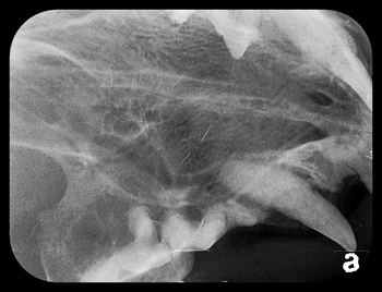 Feline dental implant