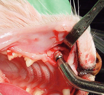 Feline dental implant
