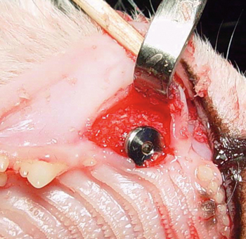 Feline dental implant