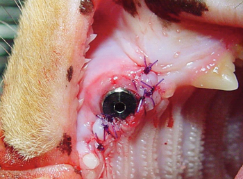 Feline dental implant