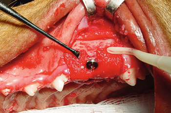 Canine dental implant