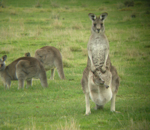 Katherine hung out with kanagroos while teaching practice management Down Under