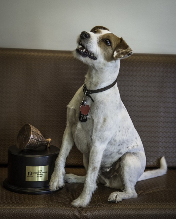  Jack Russell terrier, Kismet