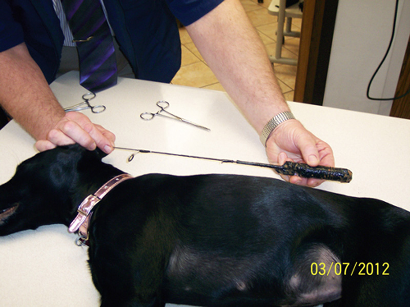 Dog who ate fishing pole