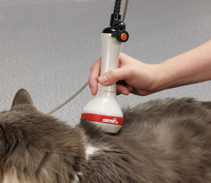 Laser therapy for cats