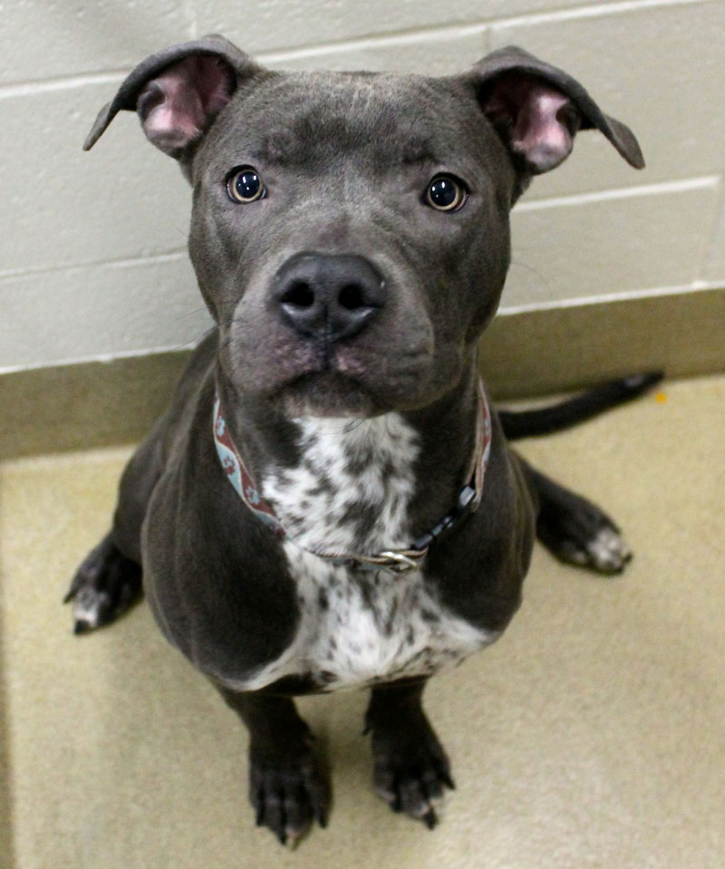 Adoption description for Seamus, a “youthful” 1-year-old Pittie mix: “Between his looks and his personality, what’s not to love?! This sweet boy likes to think he is a lap dog, and will snuggle right up beside you! He is very laid back, and even knows to sit and stay!”