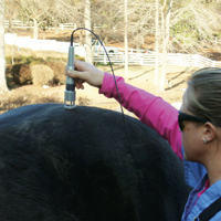 horse laser therapy