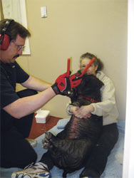 Veterinarian Works on Pig