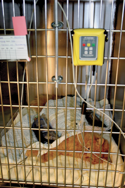 Vet Monitor