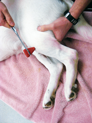 What is deep pain sensation in dogs?