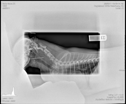 Sewing needle side