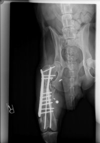 Femur