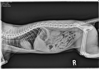 Guitar string xray