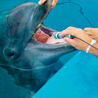 dolphin laser therapy