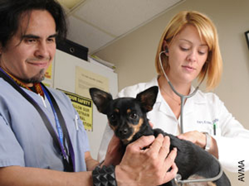 Vet Care