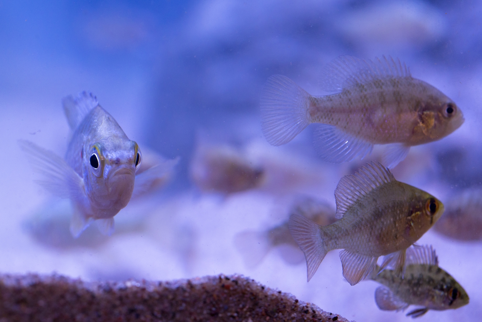 Fish at the upgraded Iowa State University aquarium.