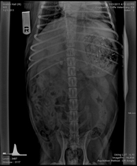 Beagle xray