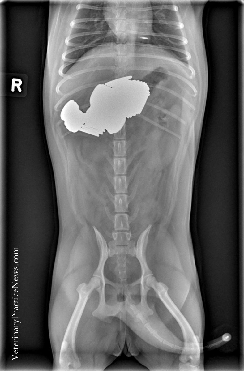 X-ray of a pug with pennies inside it.